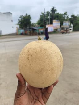 Muskmelon - 500 gm